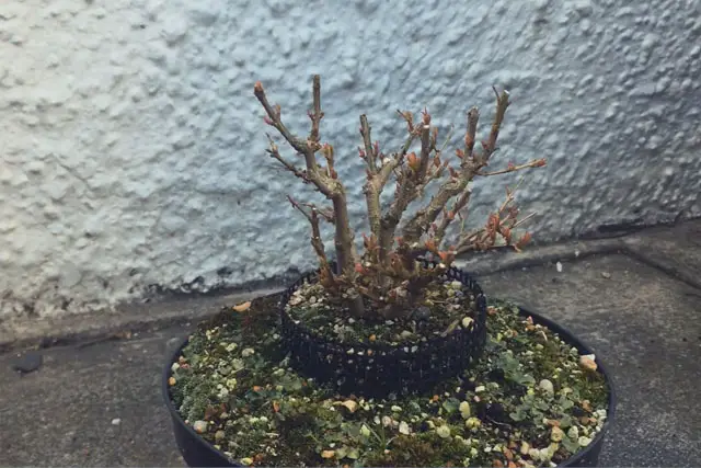 Pomegranate Clump Bonsai Progression (2016 - Now) 19 pomegranate group progression 19