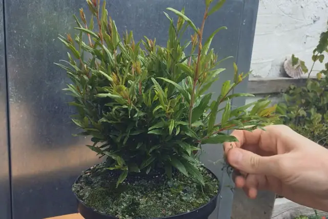 Pomegranate Clump Bonsai Progression (2016 - Now) 20 pomegranate group progression 20