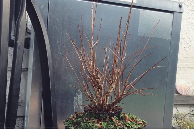 Pomegranate Clump Bonsai Progression (2016 - Now) 21 pomegranate group progression 21