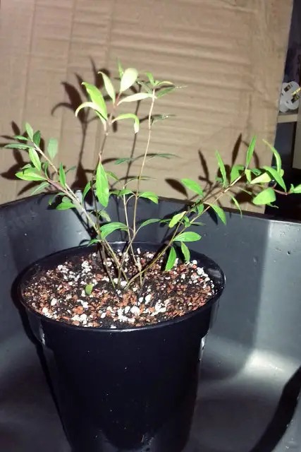 Pomegranate Clump Bonsai Progression (2016 - Now) 3 pomegranate group progression 3
