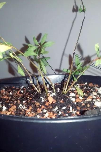 Pomegranate Clump Bonsai Progression (2016 - Now) 4 pomegranate group progression 4
