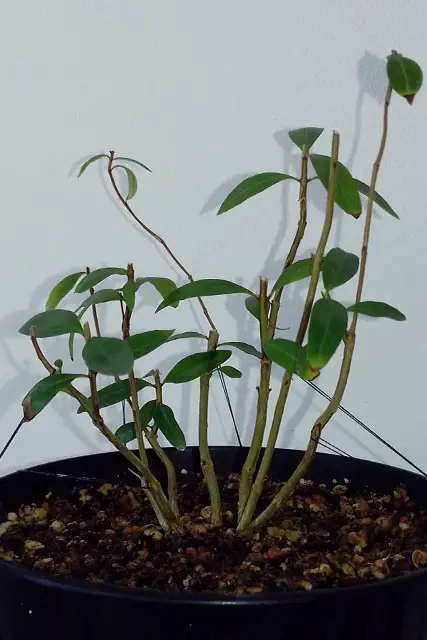 Pomegranate Clump Bonsai Progression (2016 - Now) 5 pomegranate group progression 5