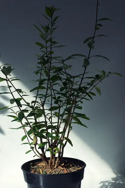 Pomegranate Clump Bonsai Progression (2016 - Now) 6 pomegranate group progression 6 edited