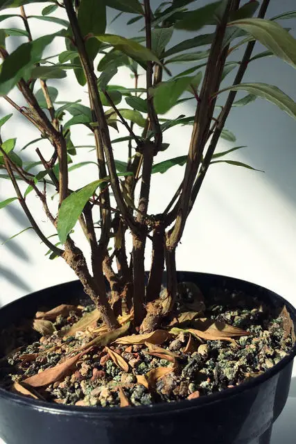 Pomegranate Clump Bonsai Progression (2016 - Now) 7 pomegranate group progression 7 edited