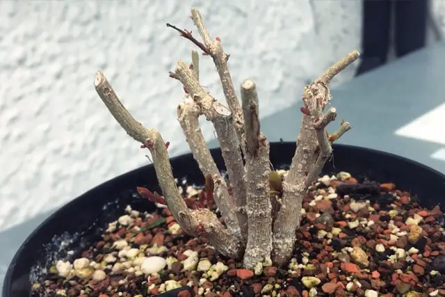 Common Bonsai Terminology For Beginners 1 pomegranate group progression 8