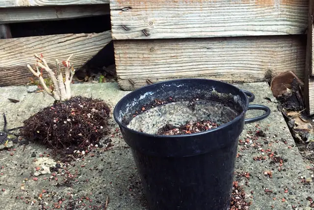 Pomegranate Clump Bonsai Progression (2016 - Now) 9 pomegranate group progression 9