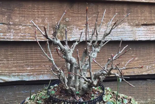 Pomegranate Clump Bonsai Progression (2016 - Now) 27 pomegranate group spring 2023