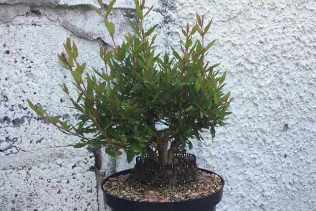 Pomegranate Clump Bonsai Progression (2016 - Now) 28 pomegranate group summer 2023
