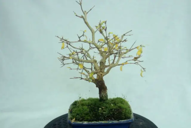 pomegranate late 2022