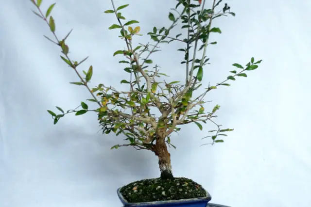 pomegranate late 2023