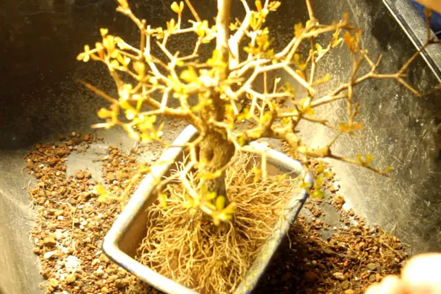 pomegranate repot 2023