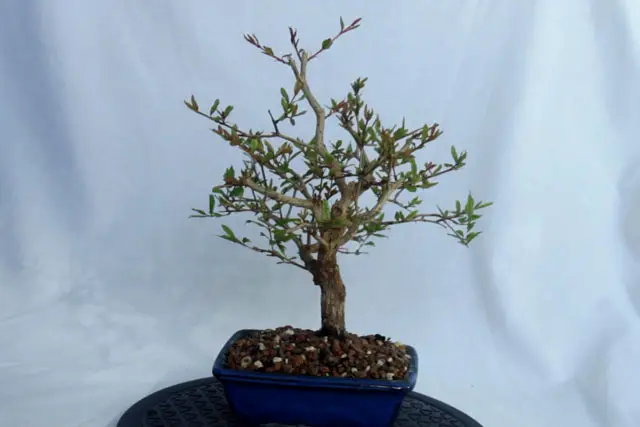 pomegranate spring 2022