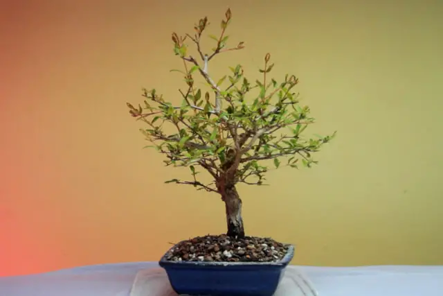 pomegranate spring 2023