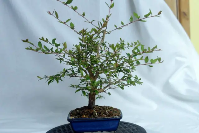 pomegranate spring growth 2022