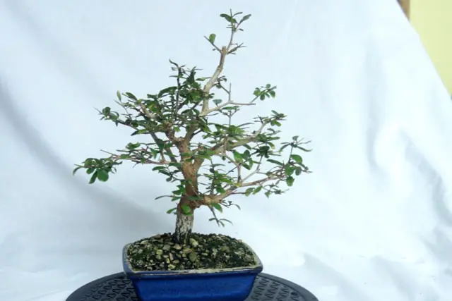 pomegranate summer 2022