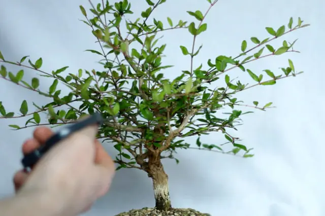 pomegranate summer 2023