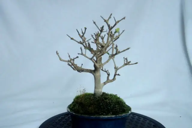 Little Privet Bonsai Progression (2016 - Now) 23 privet early 2023