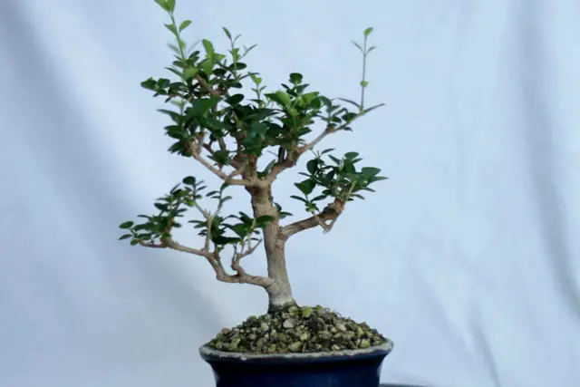Little Privet Bonsai Progression (2016 - Now) 25 privet spring 2023