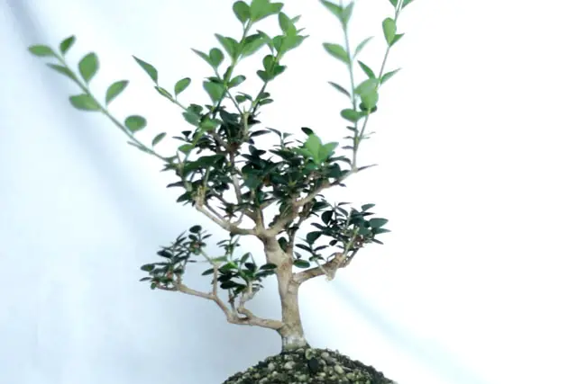 Little Privet Bonsai Progression (2016 - Now) 26 privet summer 2023