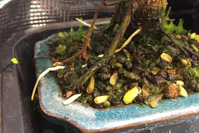 roots leaving the pot