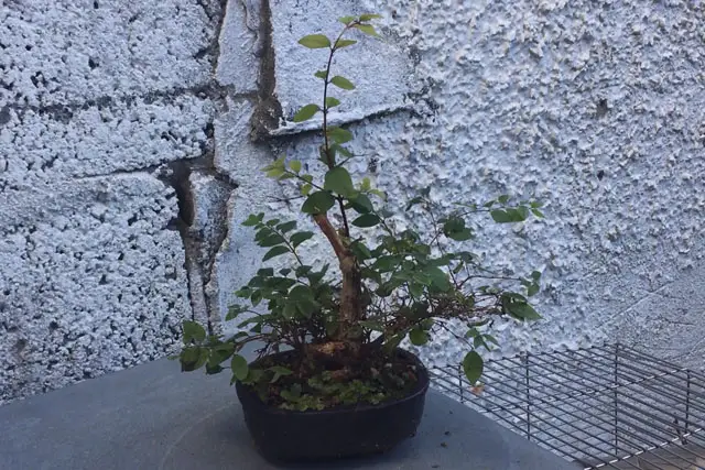 Snowberry Bonsai Progression (2017 - Now) 21 snowberry late 2023