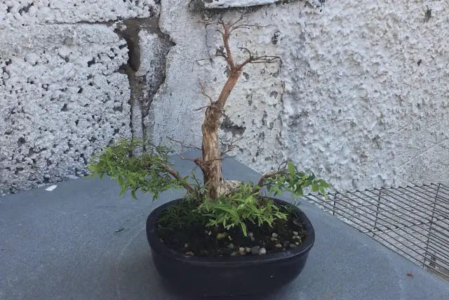Snowberry Bonsai Progression (2017 - Now) 19 snowberry spring growth 2023