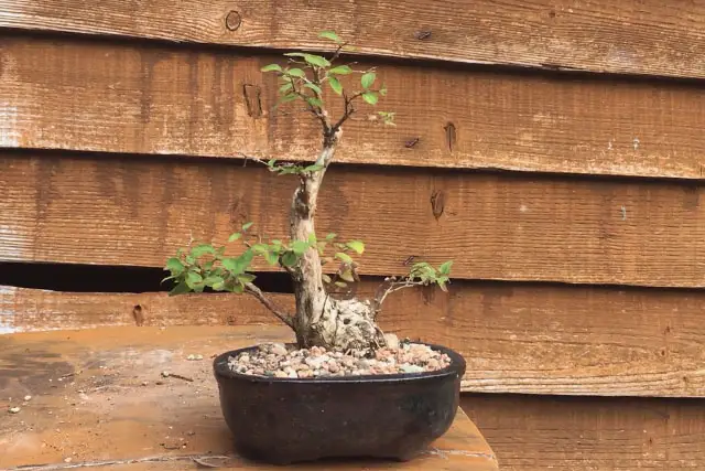 Snowberry Bonsai Progression (2017 - Now) 16 snowberry summer 2022