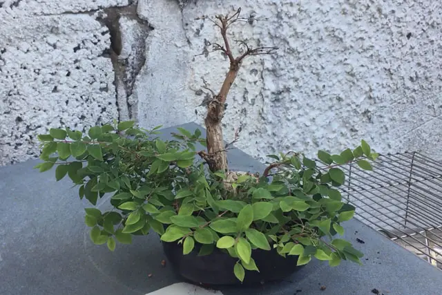 Snowberry Bonsai Progression (2017 - Now) 20 snowberry summer 2023