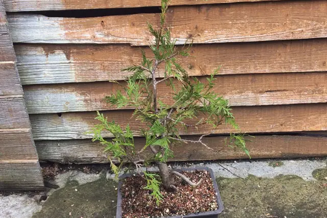 thuja early 2023