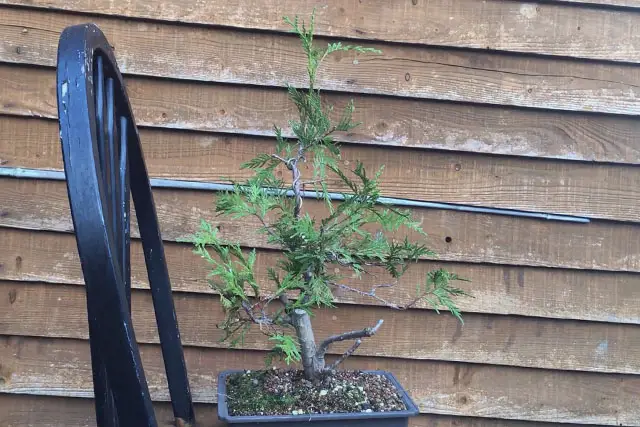 thuja late 2022