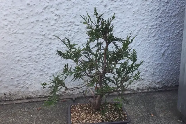 thuja summer 2023