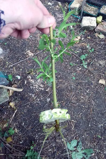 willow progression 1 e1655379728722