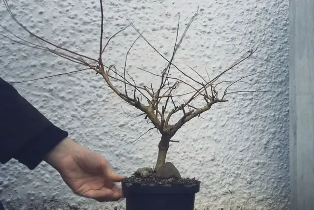 willow progression 10