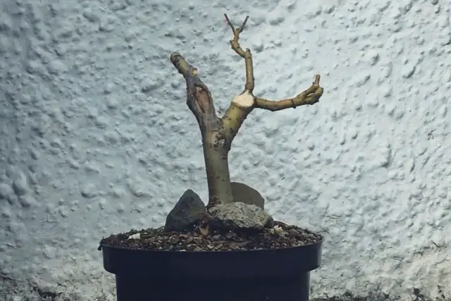 willow progression 11