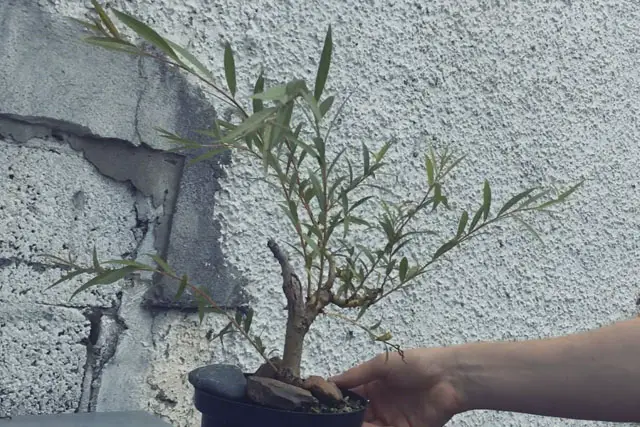 willow progression 12