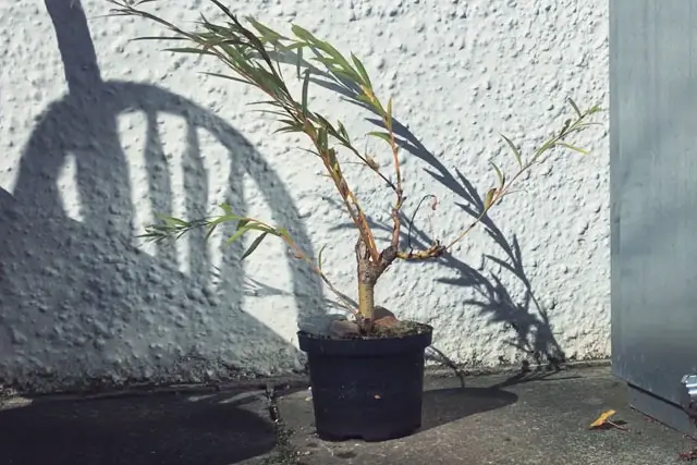 willow progression 13