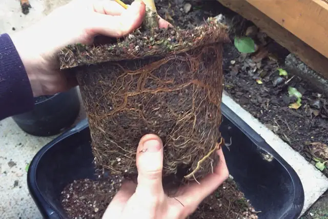 willow progression 14