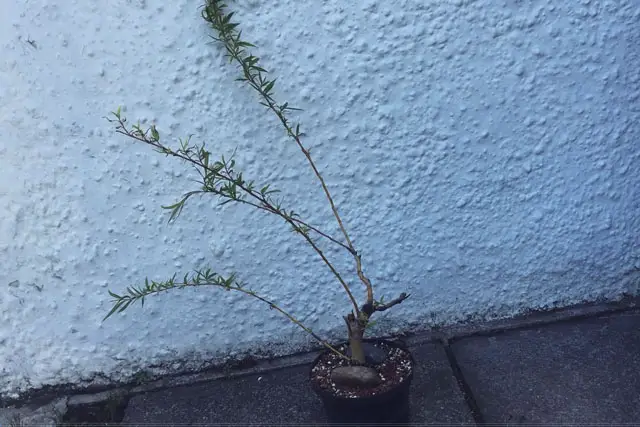 willow progression 15