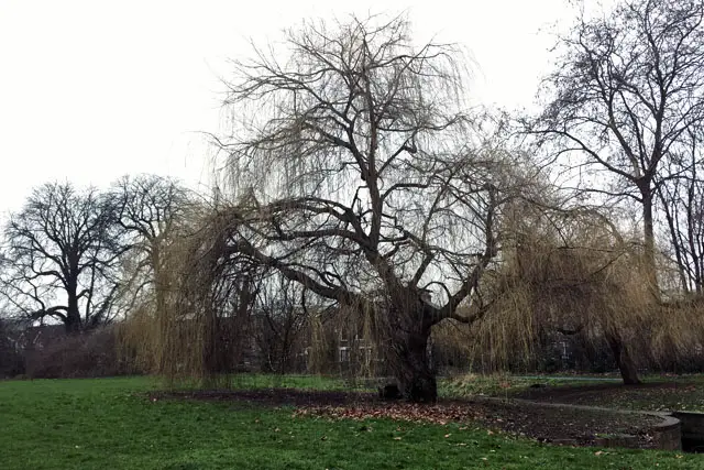 willow progression 2