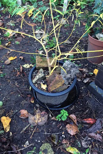 willow progression 3