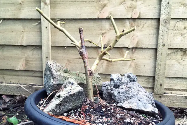 willow progression 4