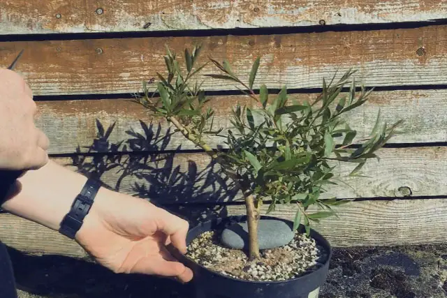 willow progression 5