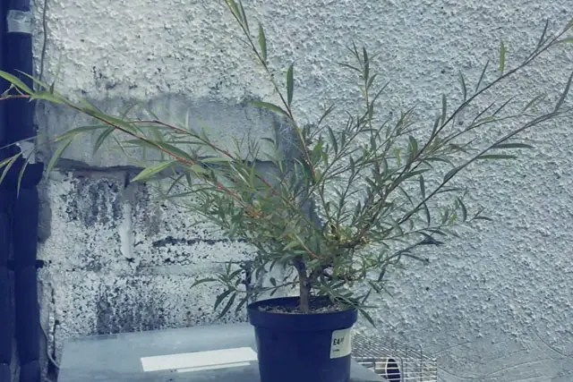 willow progression 6