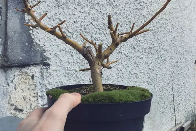 willow progression 7