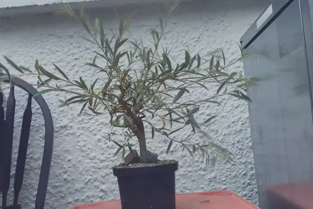 willow progression 8