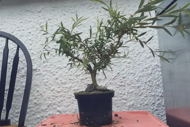 willow progression 9