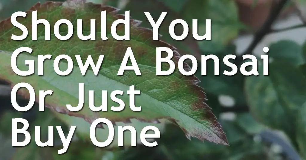 should You Grow A Bonsai From Seed Or Just Buy One