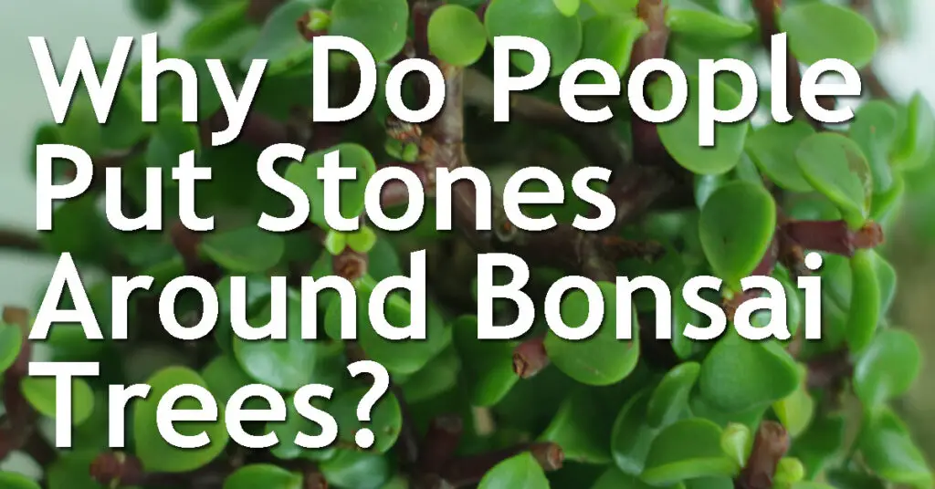 Why Do People Put Stones Around Bonsai Trees