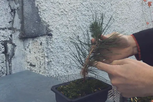 When Should You Wire A Bonsai Tree? 1 9