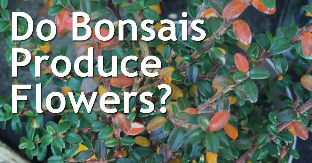Do Bonsais Produce Flowers? 19 Do Bonsais Produce Flowers